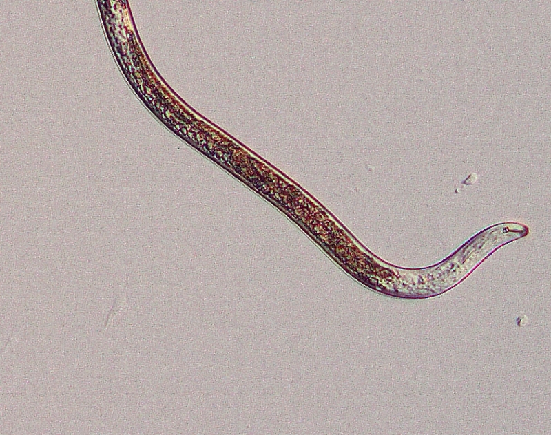 ミナミネグサレセンチュウの雄成虫